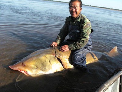 “Quái ngư” được xác định là cá tầm bị ngư dân bắt được tháng 9/2010 trên sông Hắc Long – đường biên giới tự nhiên giữa Trung Quốc và Nga với chiều dài 3 mét và trọng lượng hơn 250 kg.
